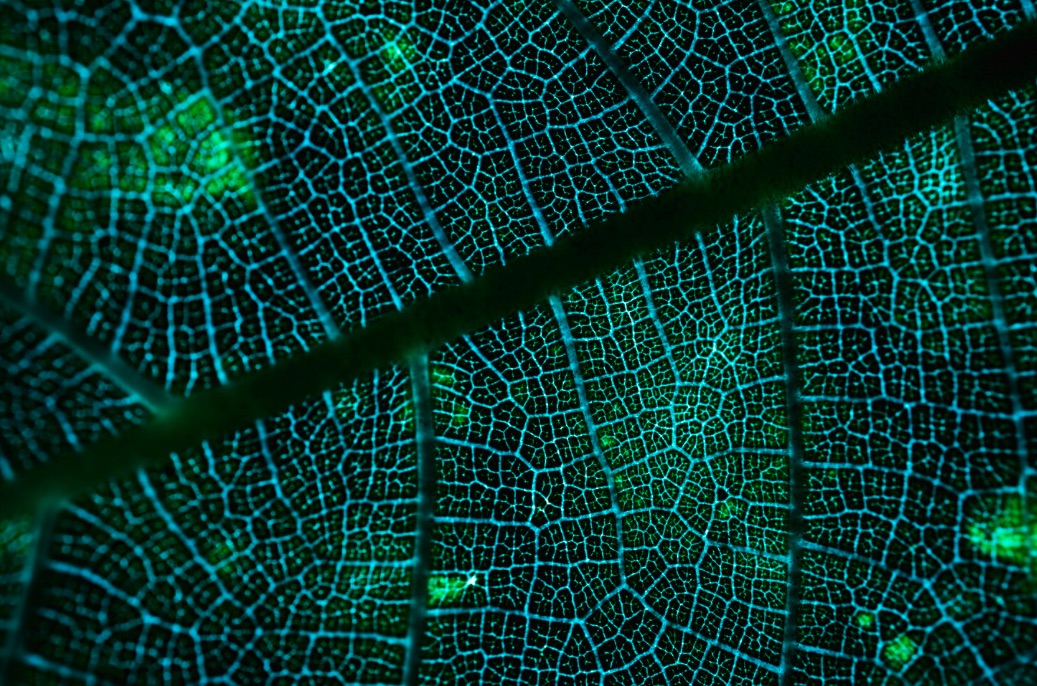 Fusione tra natura e tecnologia digitale